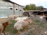 قوچ, Rhon sheep — عکس 2