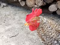 Chickens — 4-rasm