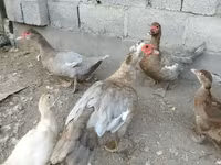 Hausente — Foto 1