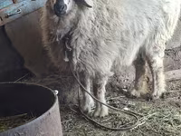 Biri-biri (lot, jantina tidak dinyatakan), Sheep — foto 2