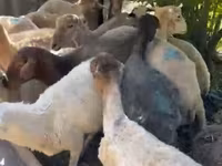گوسفند (گروه، جنسیت مشخص نشده), گوسفند — عکس 6