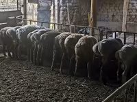 Vædder, Rhon sheep — foto 4