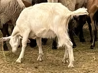 Ziegenbock, Alpine goat — Foto 5