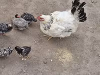 Chickens — foto 1