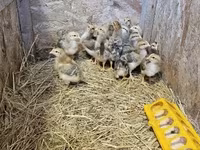 Chickens — Foto 1