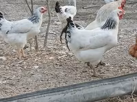 لاکنفلدر — عکس 3