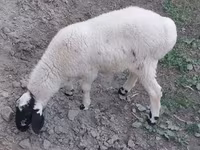 كبش, الأغنام — الصورة 2