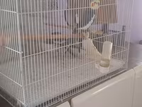 Növ: Nimfa (Cockatiel) papağanları və qəfəs dəsti 4 quw qefes daxil — zdjęcie 1