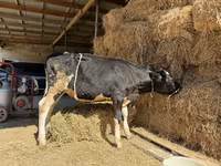 Krowa, Russian Black pied cattle — zdjęcie 4
