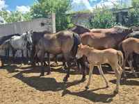 Faras dhaddig, Horses — sawirka 2