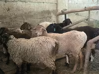 Ram, Hissar sheep — photo 7