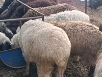 मेढ़ा, Hissar sheep — फ़ोटो 1