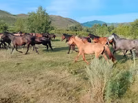 ፈረስ, North Swedish horse — ፎቶ 1
