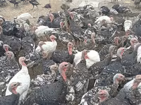 Turkeys — 照片 1