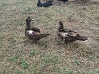 Domestic Muscovy — foto 2