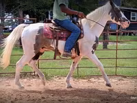 Kůň, National Show Horse — foto 8