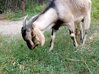 Koza, Beetal goats — foto 8