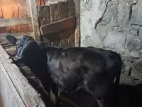 காளை, மாடுகள் — புகைப்படம் 1