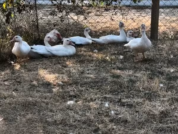 Өрдөктөр