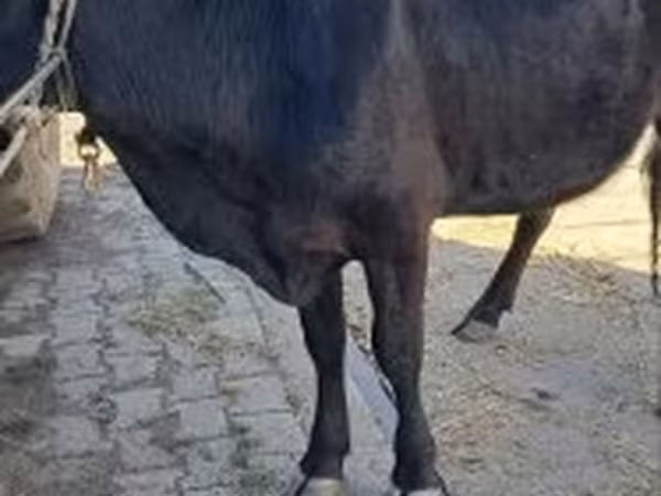 Mucca, Bovini