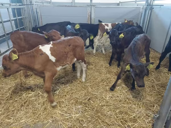 Krava, Simmental cattle