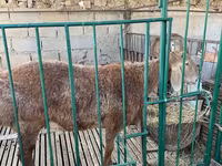 Vædder, Arashan sheep — foto 4