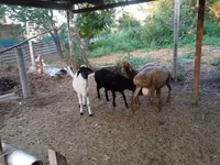 بھیڑ, Hissar sheep — تصویر 3