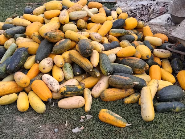 Продаю тыкву для животных