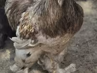 Brahma — foto 3