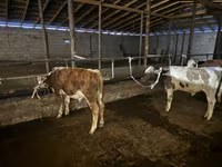 Bou, Latvian Blue cattle — foto 2