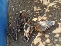 Ducks — zdjęcie 4