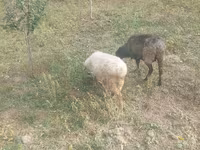 Pecora, Pecore — foto 3