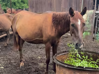 Klisna, Thoroughbred horse — foto 2