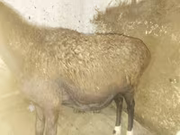 Sheep, Sheep — photo 1