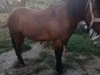 ሴት ፈረስ, Horses — ፎቶ 6