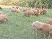 گوسفند (گروه، جنسیت مشخص نشده), گوسفند — عکس 2