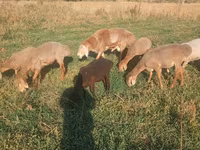 Schaf, Schafe — Foto 1