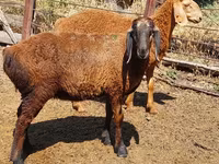 በግ, Arashan sheep — ፎቶ 8