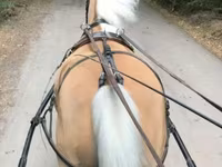 Kuda betina, Hungarian horse breed — foto 2