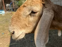 Vædder, Arashan sheep — foto 6