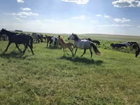 კვიცი, Kazakh horse — ფოტო 1