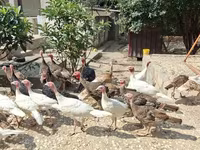 Turkeys — عکس 2