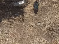 Ducks — फ़ोटो 4