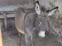 Kůň, Koně — foto 3