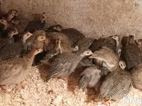 Guinea fowl — sawirka 4