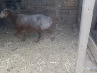 Kambing betina, Sheep — foto 2