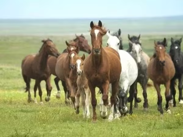 암말, Horse breed