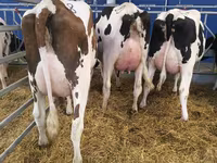 Kuh, Holstein-Rasse — Foto 6
