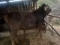 Tyre, Swiss cattle — foto 1
