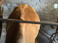 Krava, Swiss cattle — foto 5